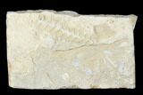 Archimedes Screw Bryozoan Fossil - Alabama #178234-1